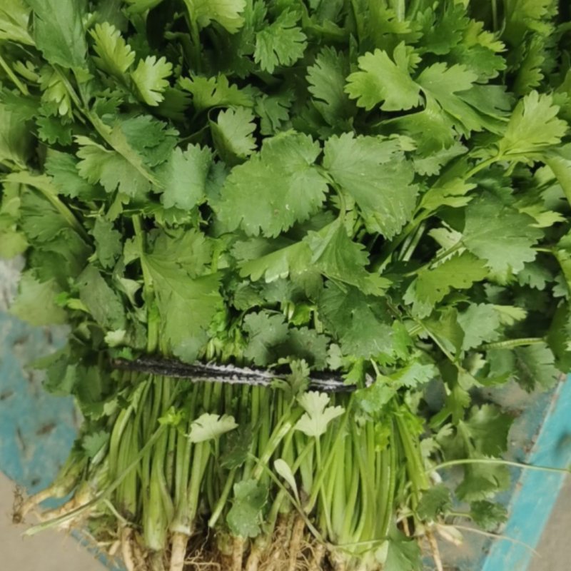 大叶香菜