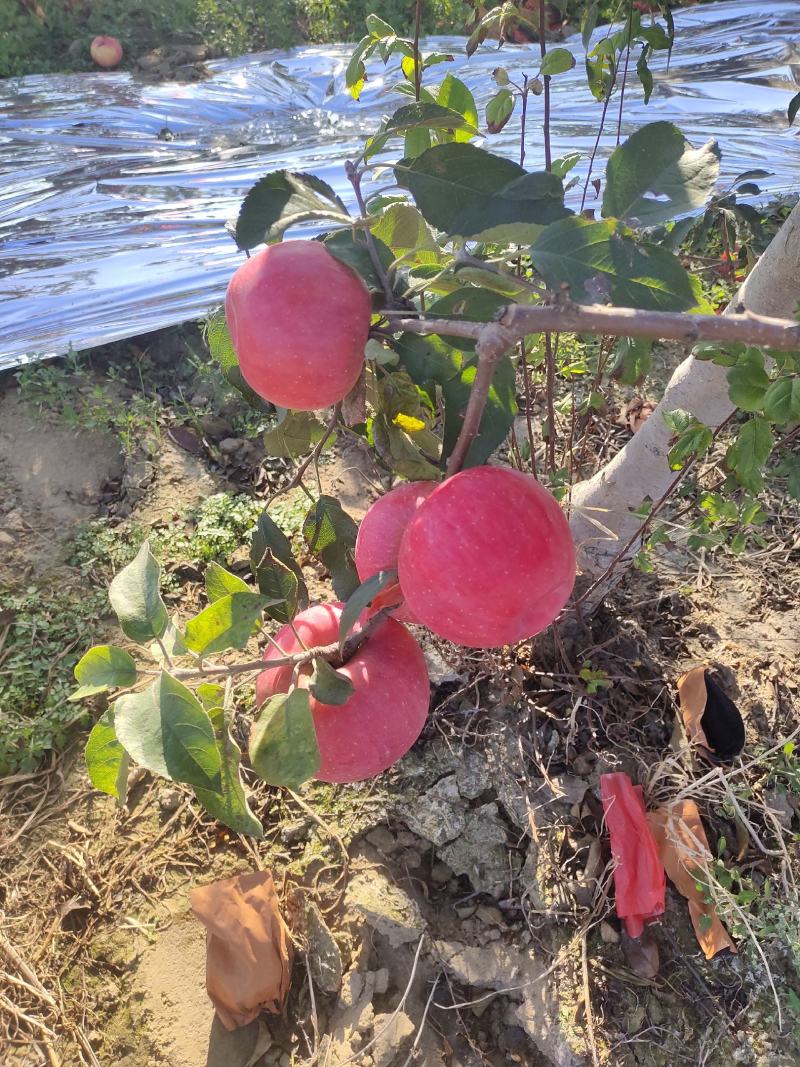 寒富苹果