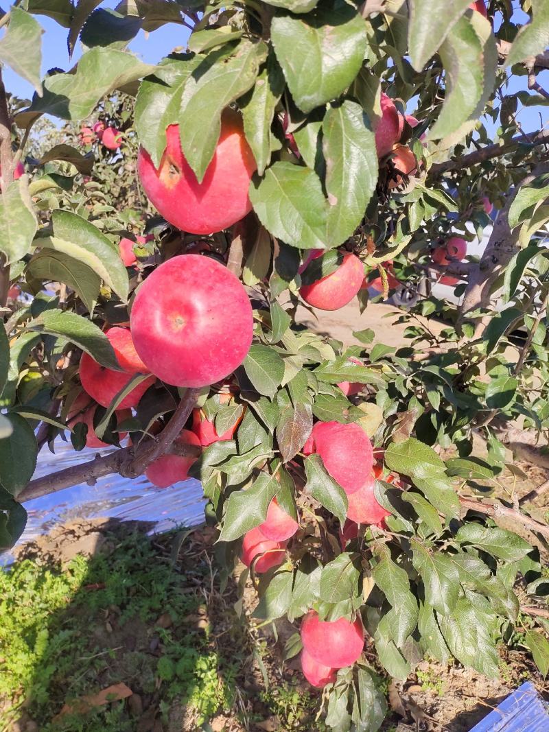 寒富苹果