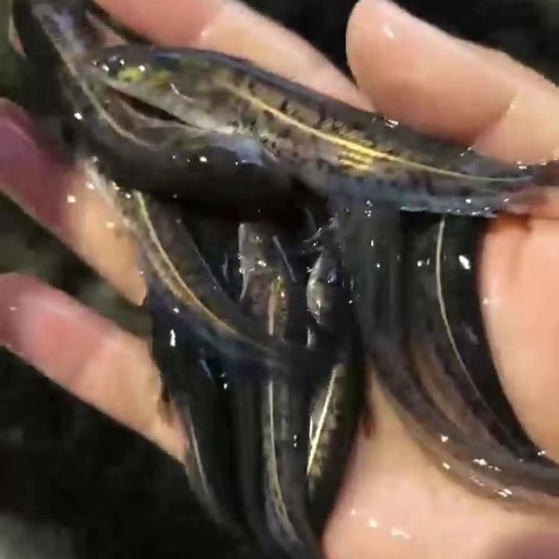 大口鲢鱼场直供