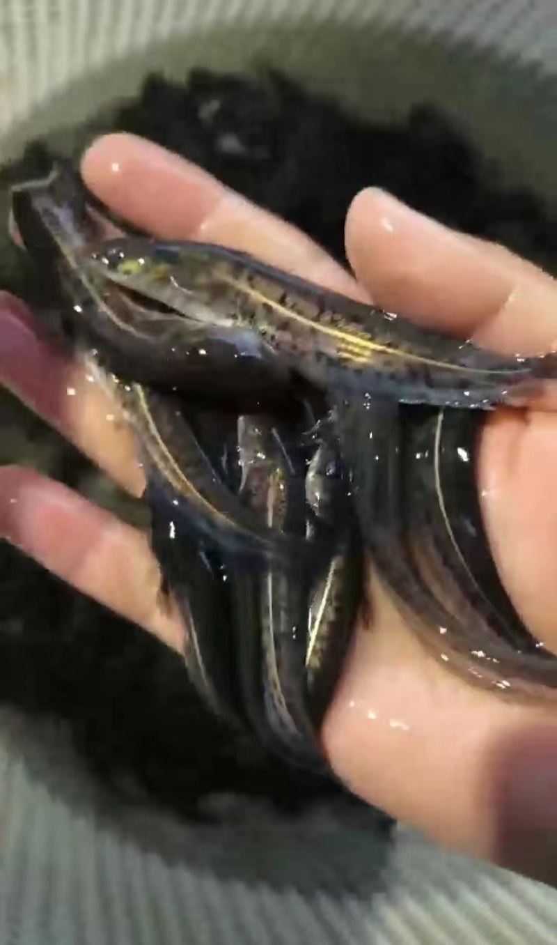 大口鲢鱼场直供