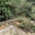福建宁德高山放养河田鸡土鸡5个月母鸡公鸡玉米稻谷杂粮鸡