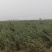 【诚信经营】河北洋姜产地直发提供优质洋姜诚信第一位