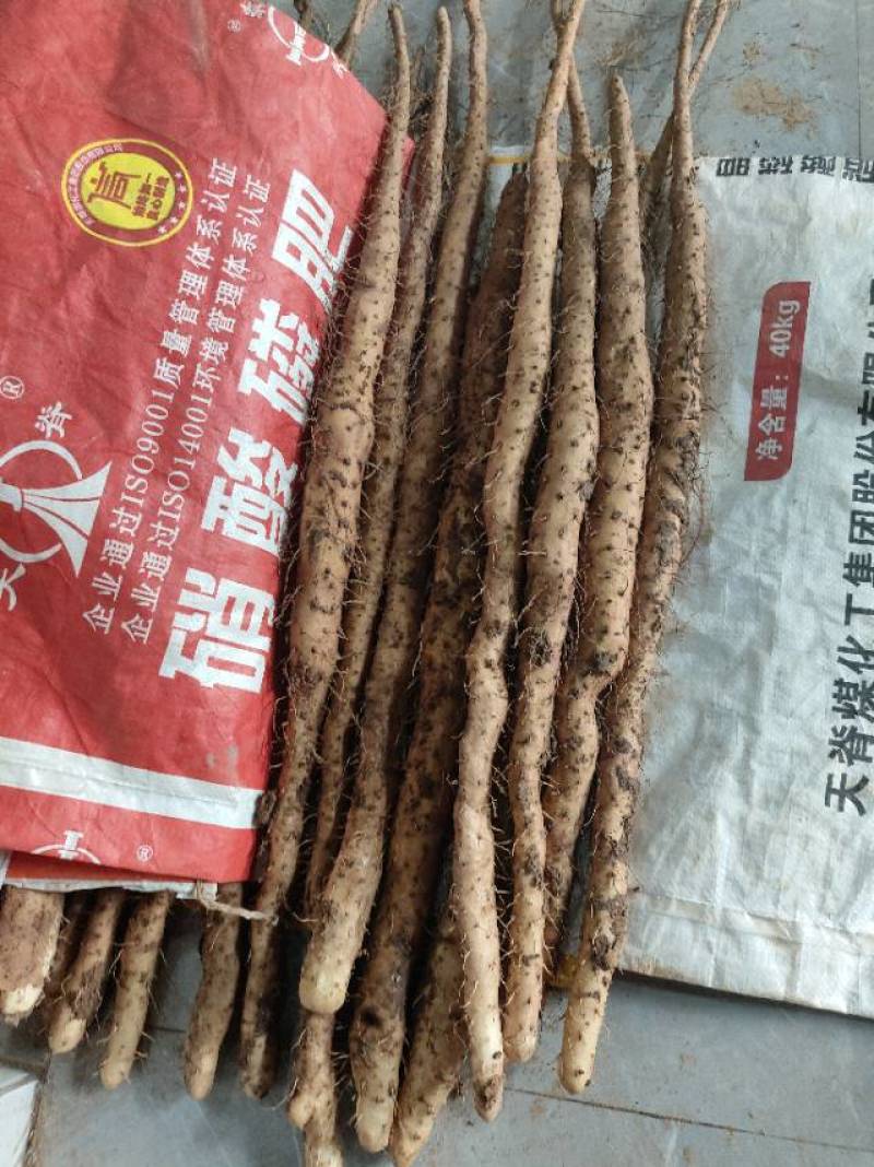 新鲜温县垆山药，当季直供，品质保证，**特惠，快来选购！