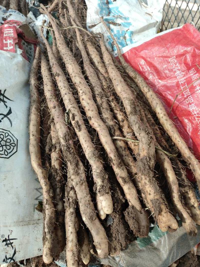 新鲜温县垆山药，当季直供，品质保证，**特惠，快来选购！