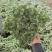 网纹草费道花银网草基地各种规格颜色齐全