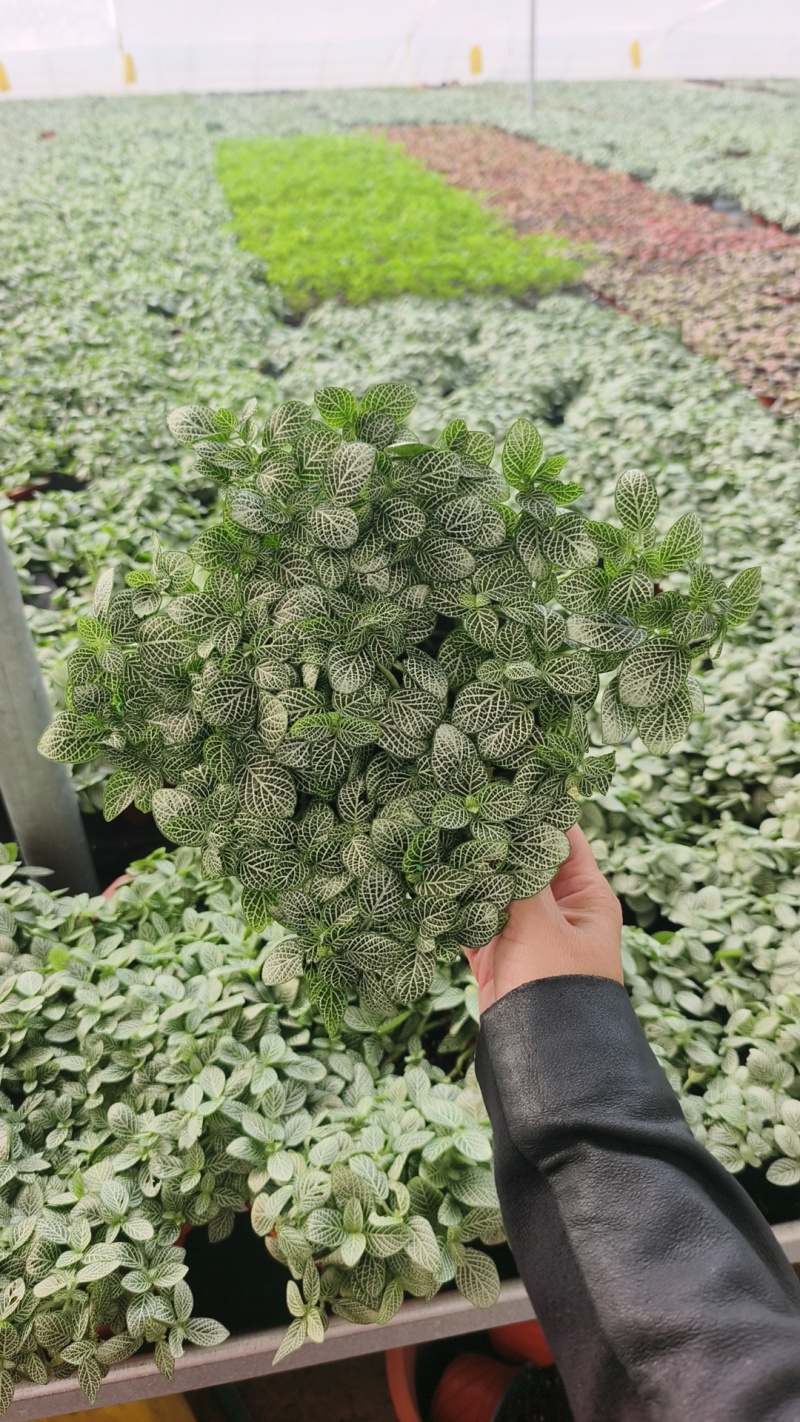 网纹草费道花银网草基地各种规格颜色齐全