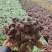网纹草费道花银网草基地各种规格颜色齐全