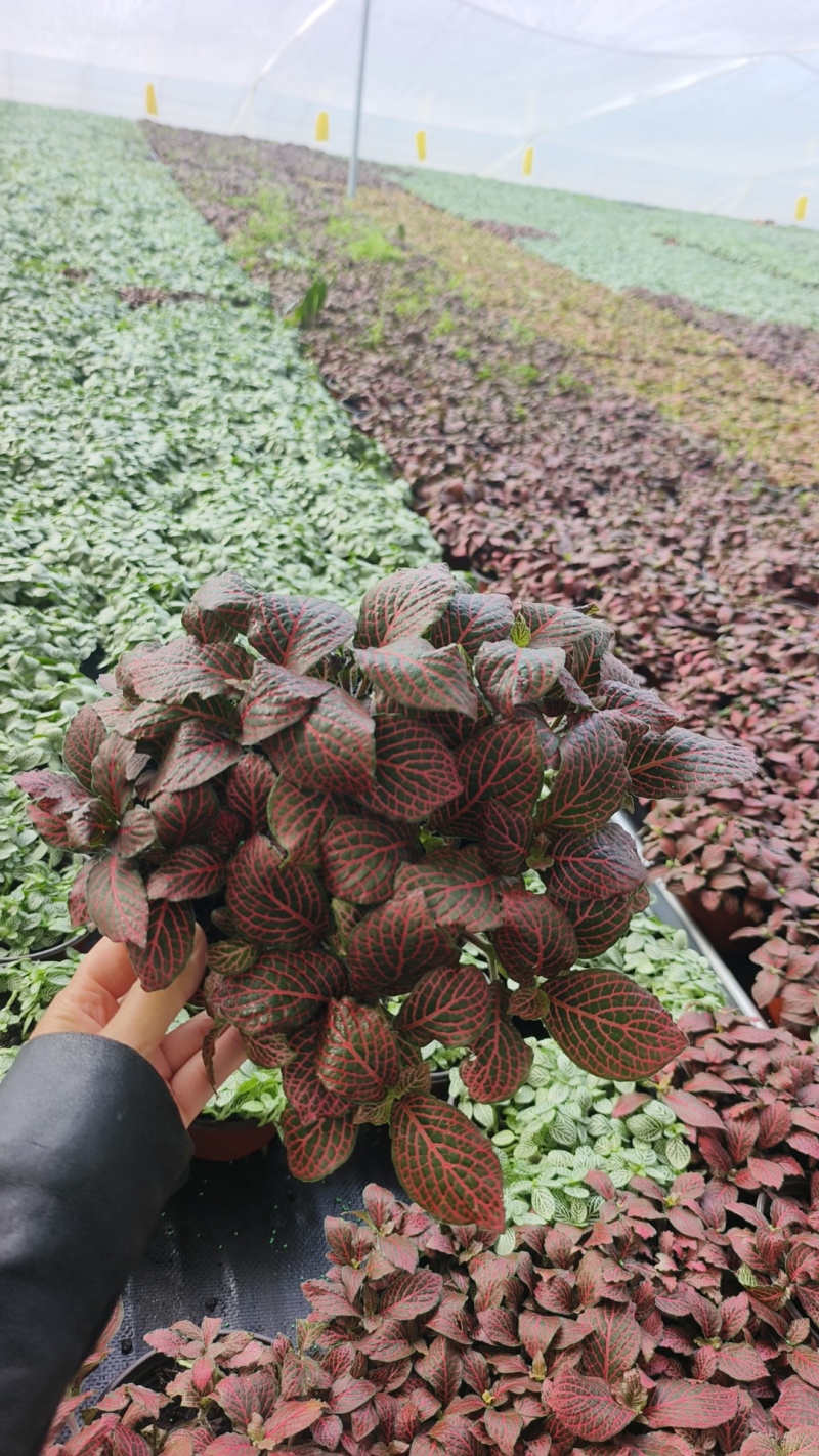 网纹草费道花银网草基地各种规格颜色齐全
