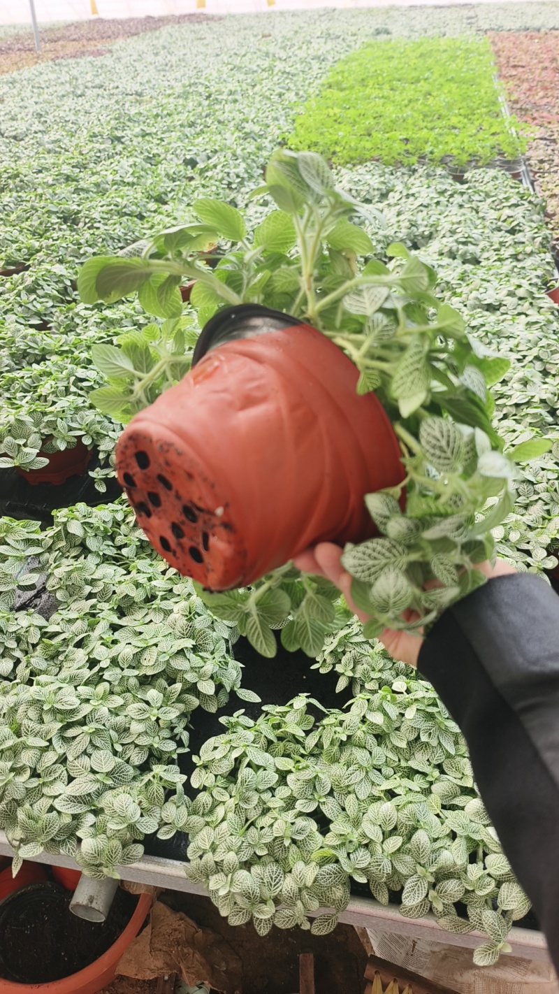网纹草费道花银网草基地各种规格颜色齐全