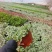 网纹草费道花银网草基地各种规格颜色齐全