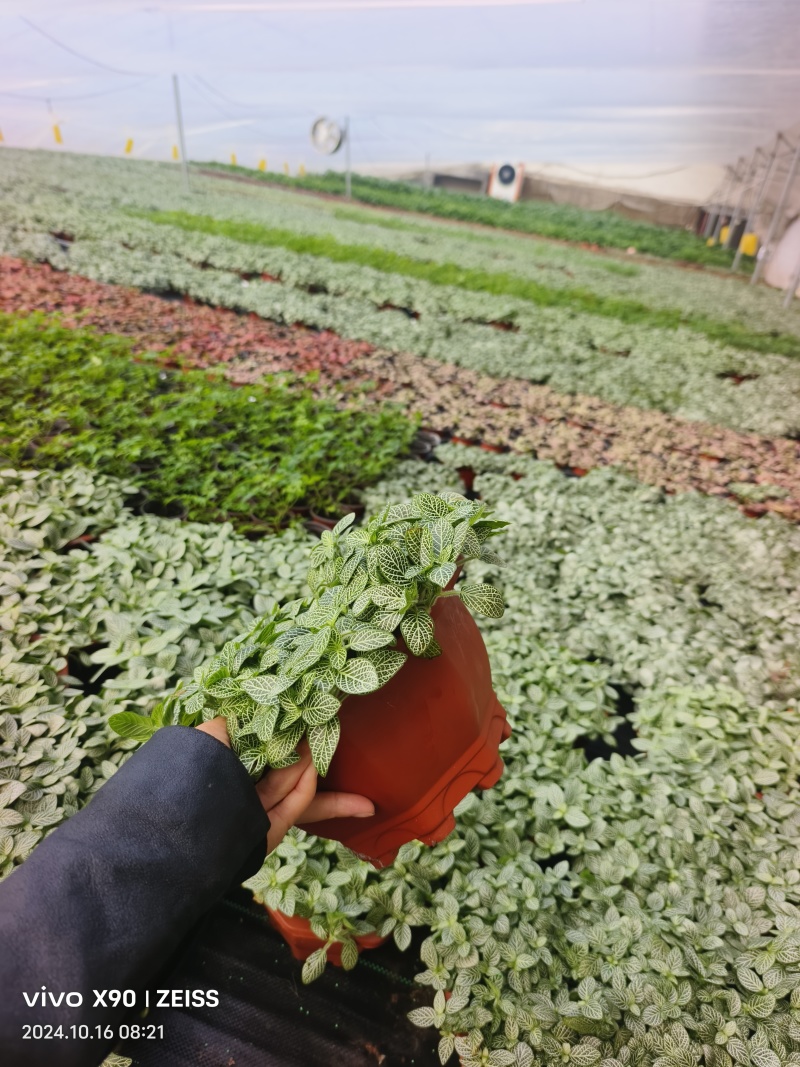 网纹草费道花银网草基地各种规格颜色齐全