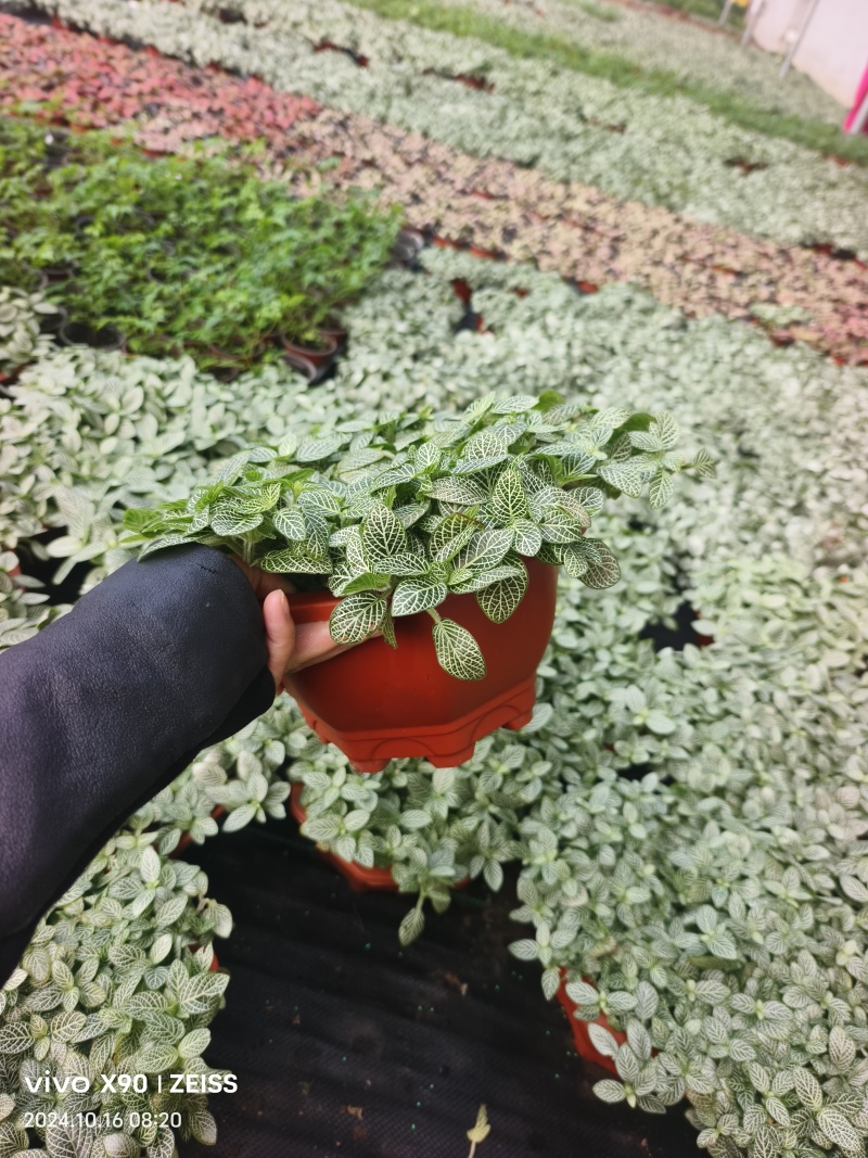 网纹草费道花银网草基地各种规格颜色齐全