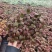 网纹草费道花银网草基地各种规格颜色齐全