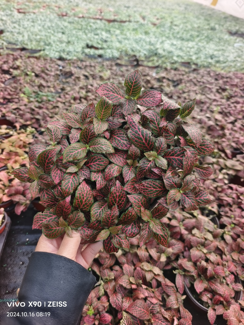 网纹草费道花银网草基地各种规格颜色齐全