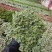 网纹草费道花银网草基地各种规格颜色齐全