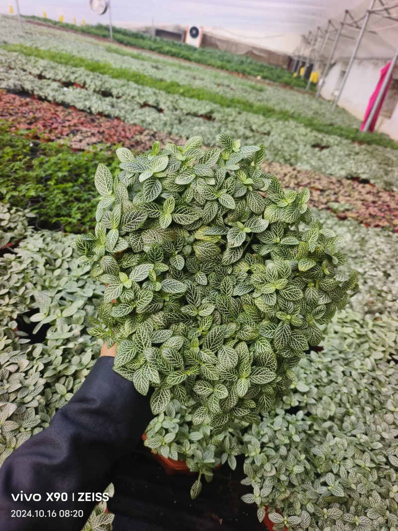 网纹草费道花银网草基地各种规格颜色齐全