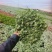 网纹草费道花银网草基地各种规格颜色齐全