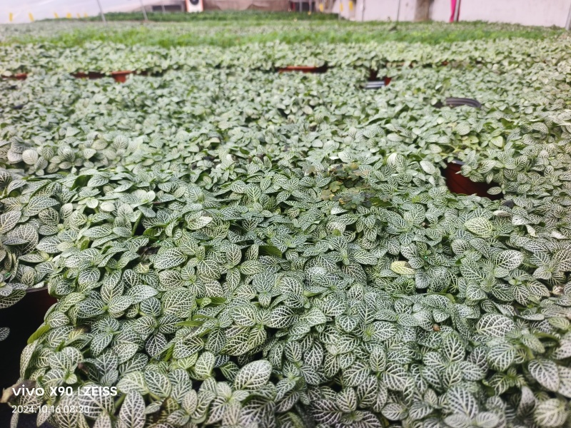 网纹草费道花银网草基地各种规格颜色齐全