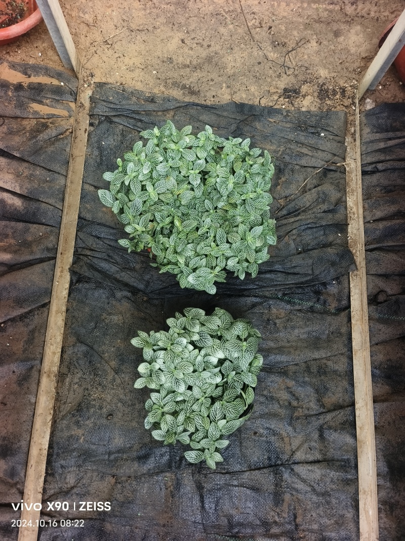 网纹草费道花银网草基地各种规格颜色齐全