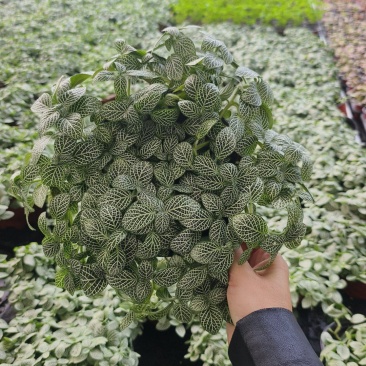 网纹草费道花银网草基地各种规格颜色齐全