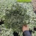 网纹草费道花银网草基地各种规格颜色齐全
