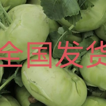 山东精选苤蓝疙瘩，市场，超市，酱菜厂、大量供应产地发货