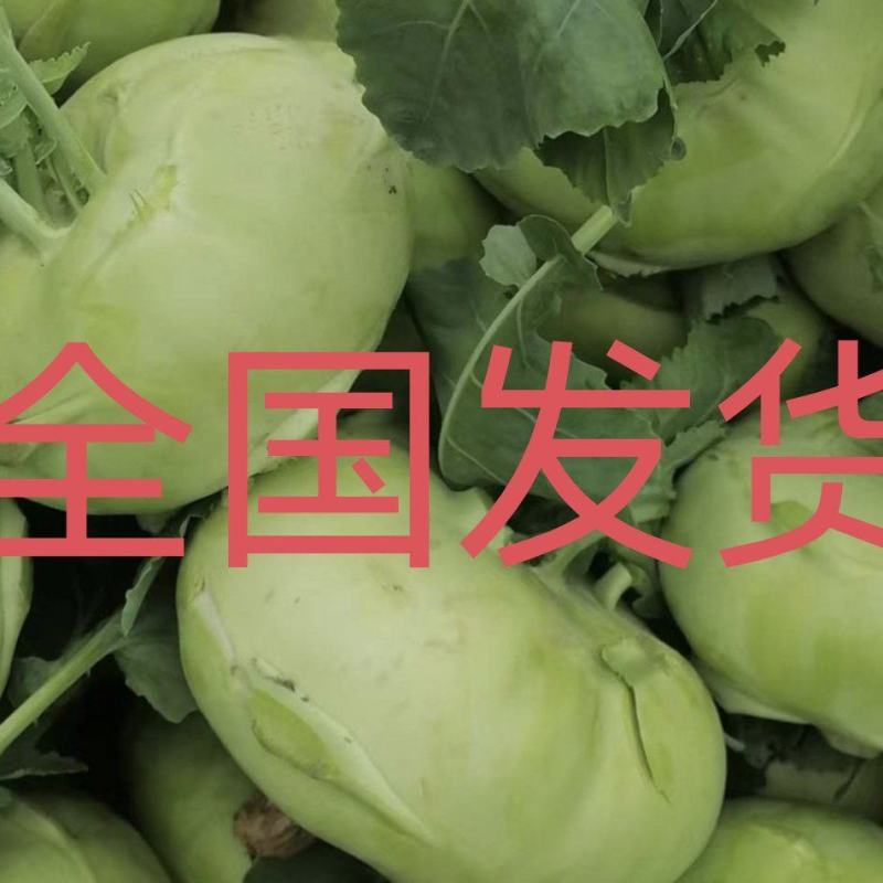 山东精选苤蓝疙瘩，市场，超市，酱菜厂、大量供应产地发货