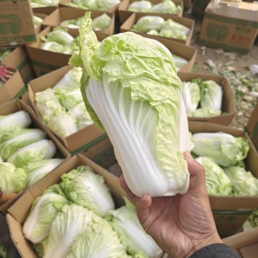 夏先夏阳白菜大量上市，产地大白菜，河南白菜欢迎联系看货