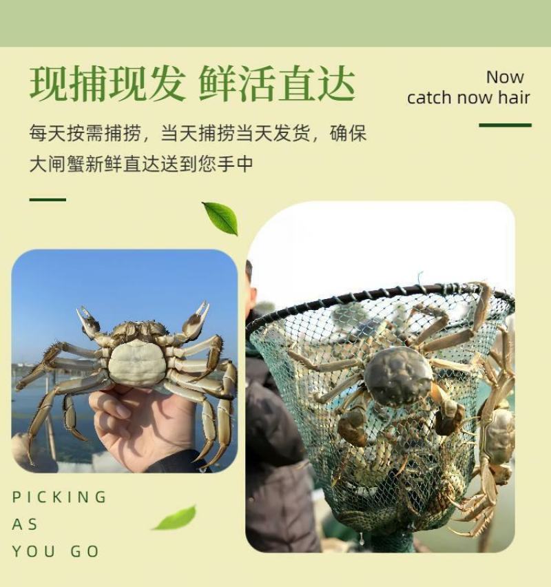 3两母蟹普货