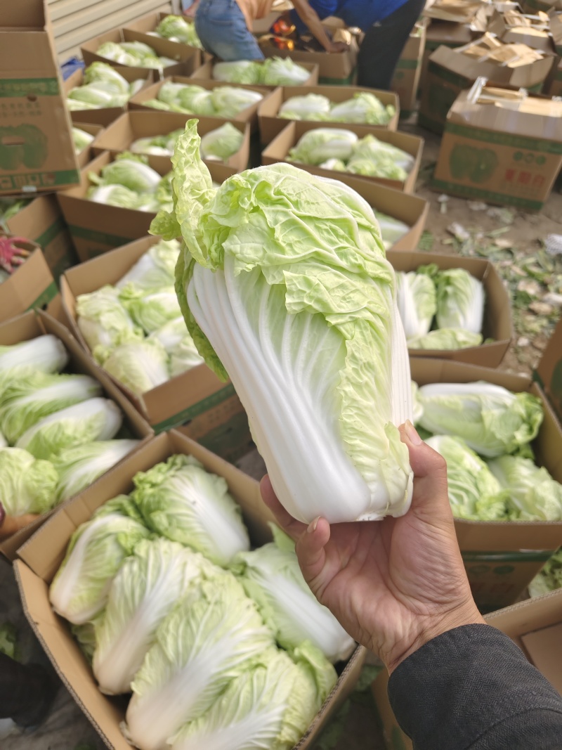 夏先夏阳白菜大量上市，产地大白菜，河南白菜欢迎联系看货