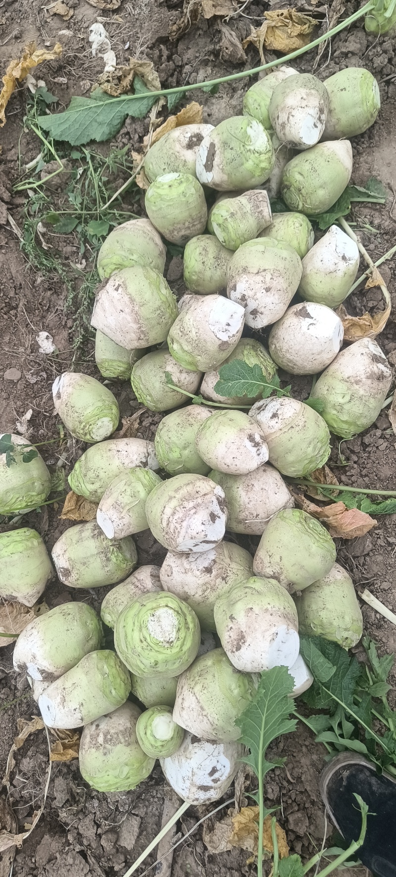 芥菜疙瘩产地直发保证质量无黑心空心