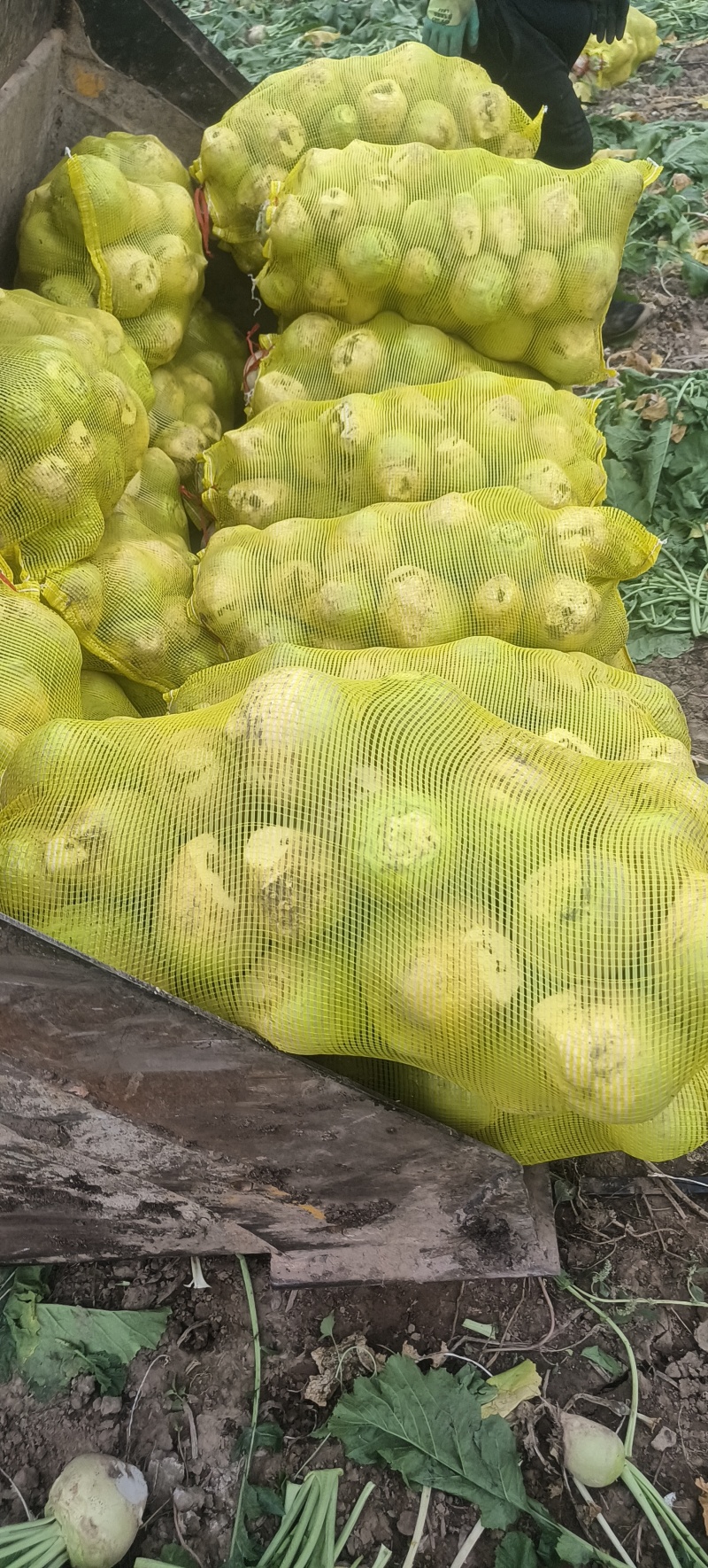 芥菜疙瘩产地直发保证质量无黑心空心