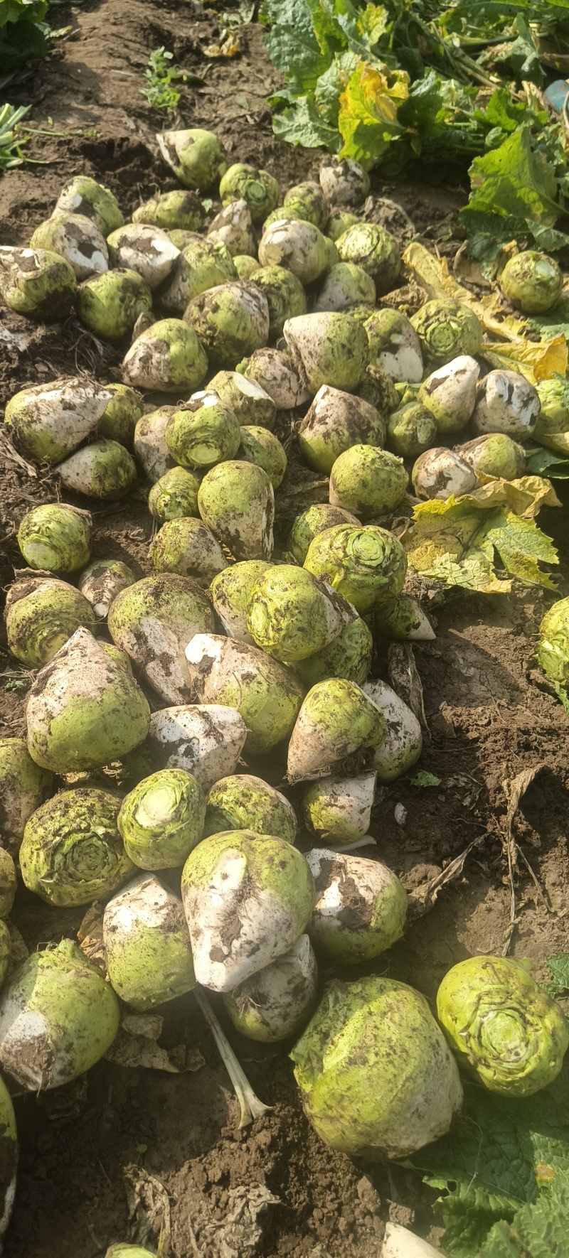 芥菜疙瘩产地直发保证质量无黑心空心