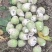 芥菜疙瘩产地直发保证质量无黑心空心