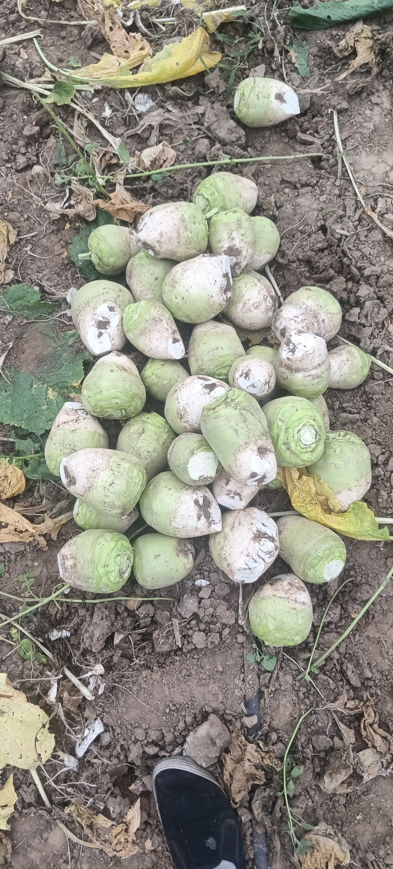 芥菜疙瘩产地直发保证质量无黑心空心