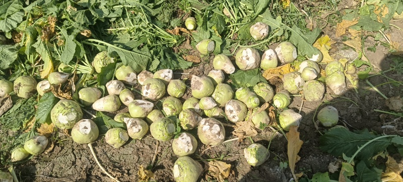 芥菜疙瘩产地直发保证质量无黑心空心