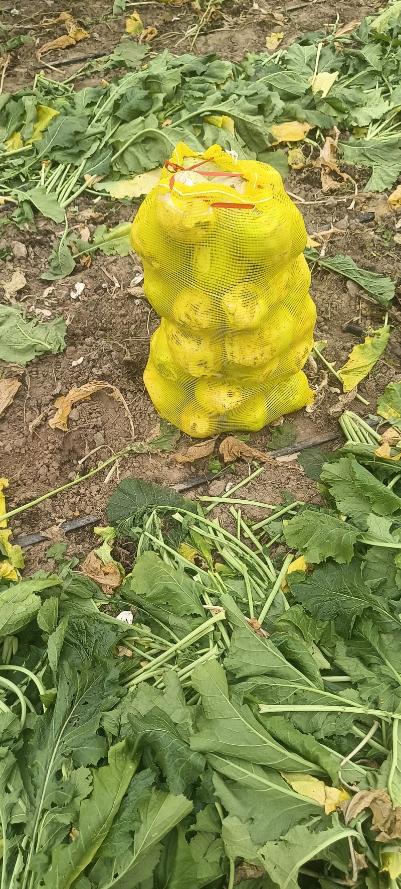 芥菜疙瘩产地直发保证质量无黑心空心