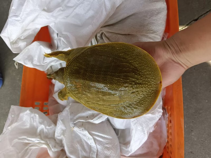 外塘散养甲鱼黄沙鳖母鱼，鱼虾喂养，长期有货，保质保量