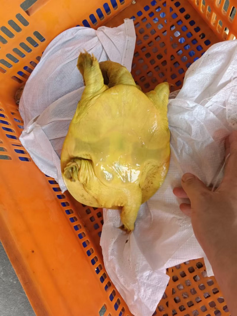 外塘散养甲鱼黄沙鳖母鱼，鱼虾喂养，长期有货，保质保量