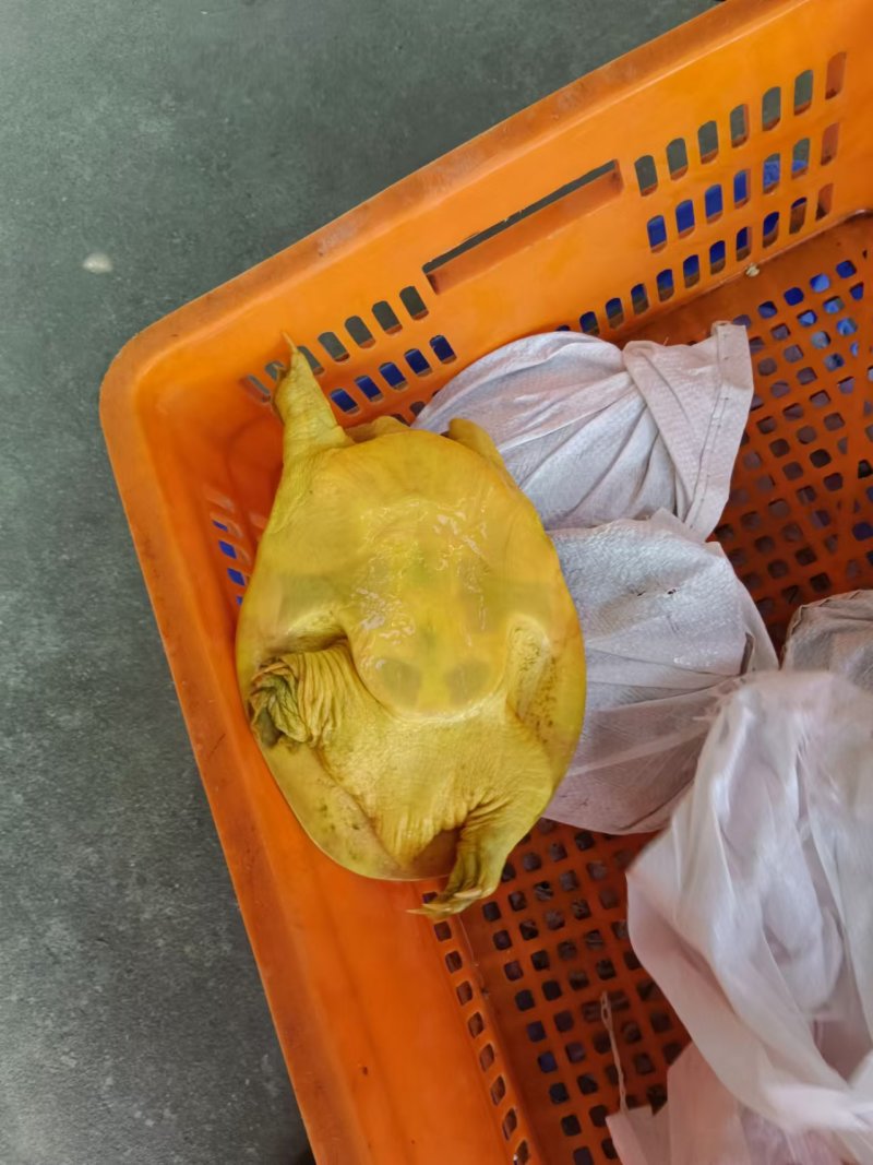 外塘散养甲鱼黄沙鳖母鱼，鱼虾喂养，长期有货，保质保量