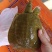 外塘散养甲鱼黄沙鳖母鱼，鱼虾喂养，长期有货，保质保量