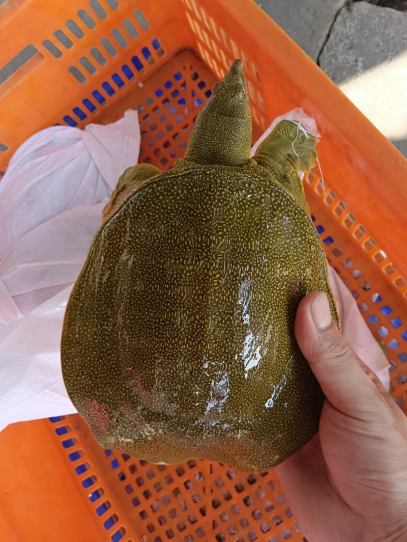外塘散养甲鱼黄沙鳖母鱼，鱼虾喂养，长期有货，保质保量