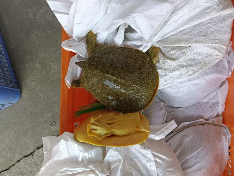 外塘散养甲鱼黄沙鳖母鱼，鱼虾喂养，长期有货，保质保量