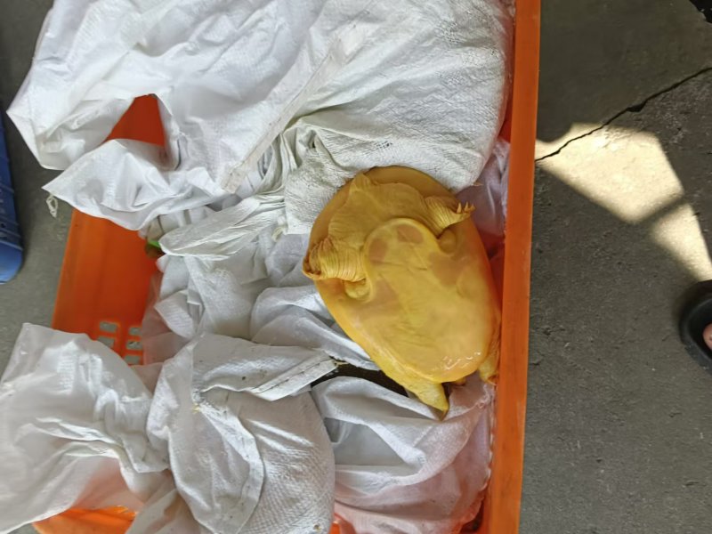 外塘散养甲鱼黄沙鳖母鱼，鱼虾喂养，长期有货，保质保量