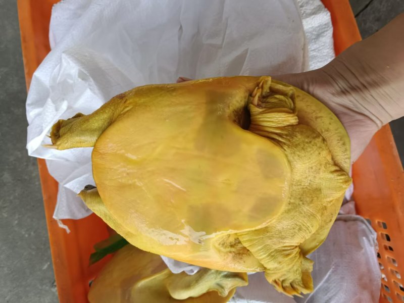 外塘散养甲鱼黄沙鳖母鱼，鱼虾喂养，长期有货，保质保量