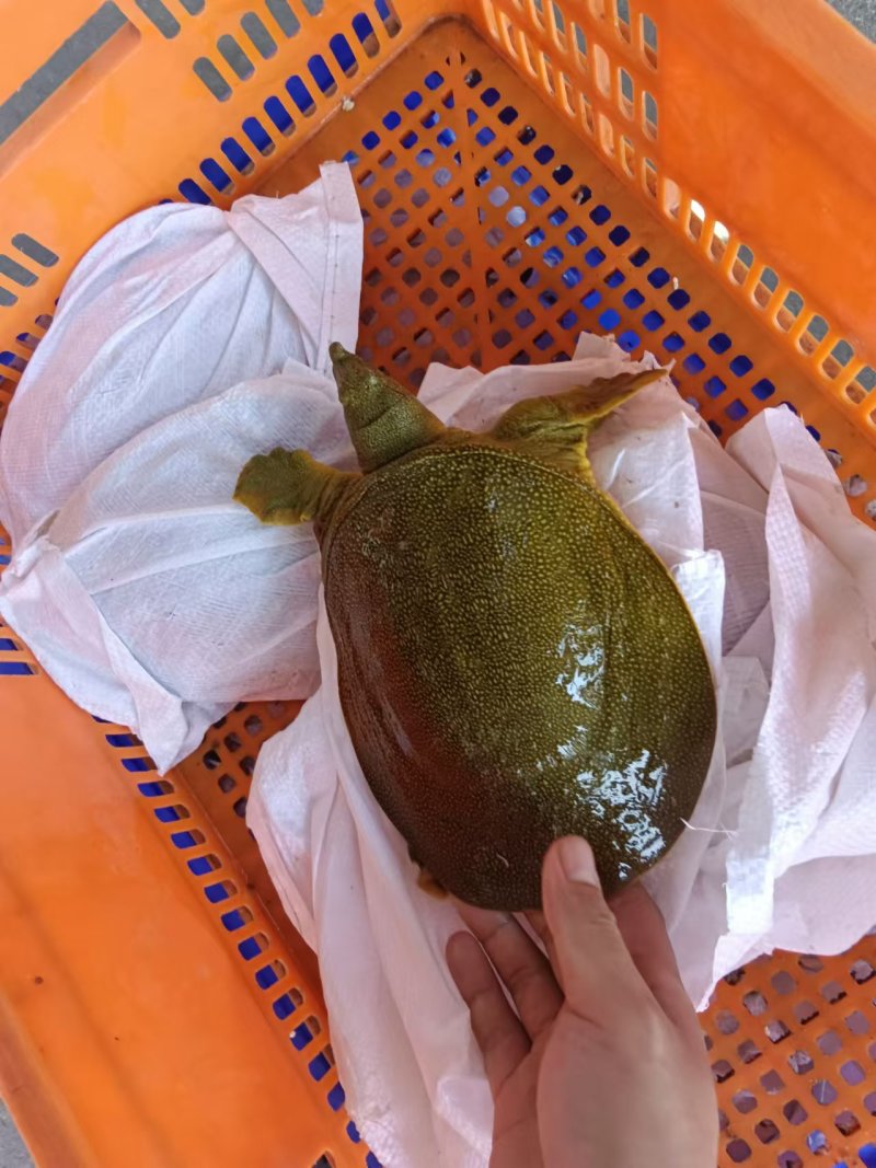 外塘散养甲鱼黄沙鳖母鱼，鱼虾喂养，长期有货，保质保量