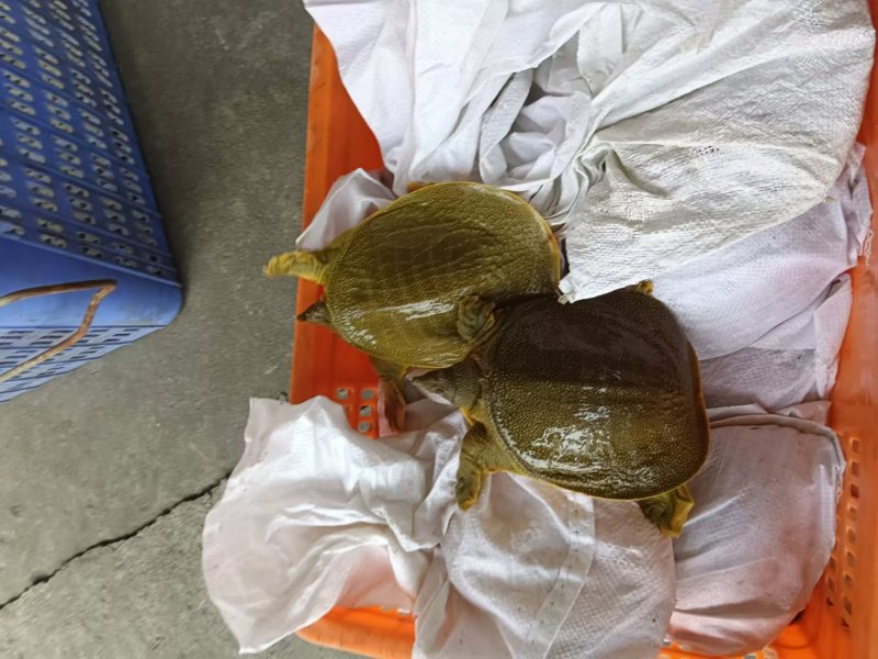 外塘散养甲鱼黄沙鳖母鱼，鱼虾喂养，长期有货，保质保量