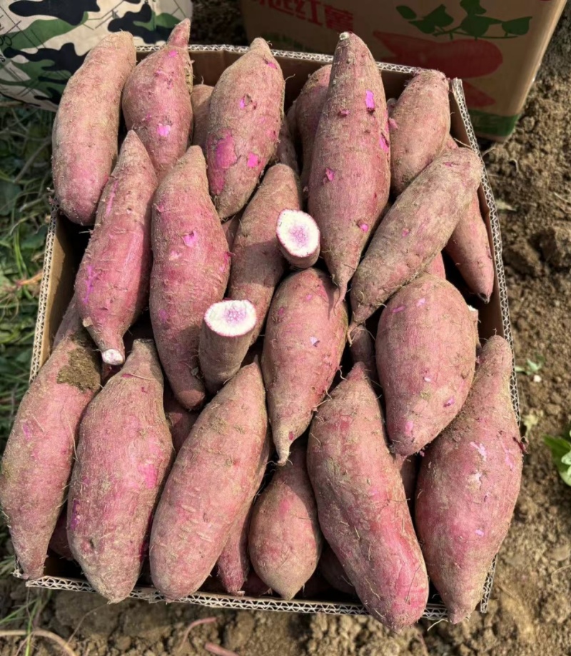 一点红冰淇淋紫薯西瓜红工厂货加工养殖地摊货牛薯
