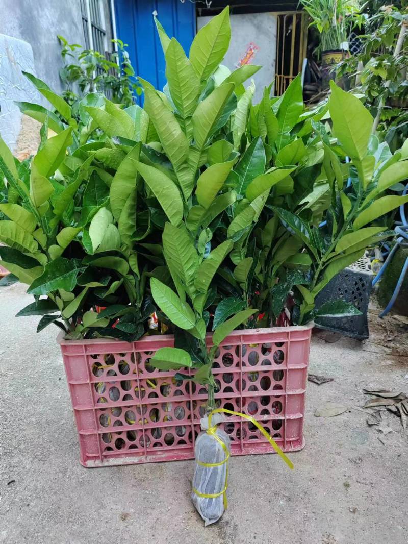 高60品质正宗有毛黄龙一号
